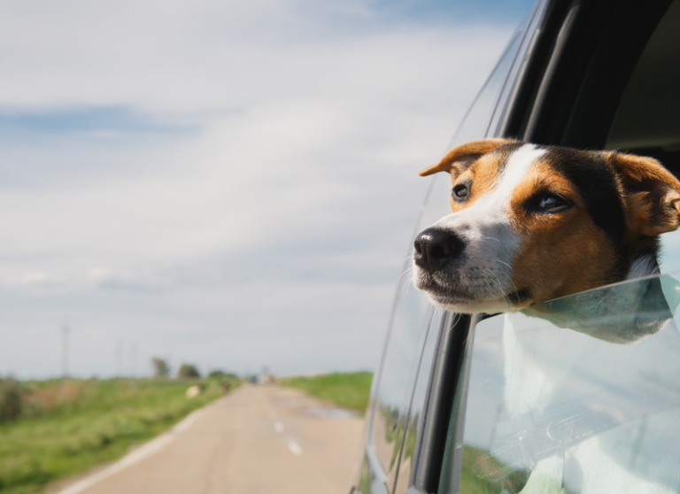 Pet Transport Pet Transport Pro Pet Shipping Company