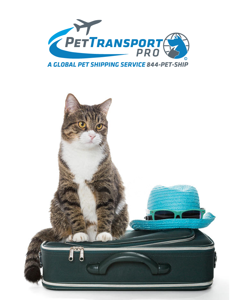 Pet Transport Pro Pet Transport Dog Transport Pet Transport Service