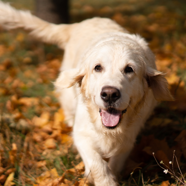 Pet Shipping Cost Estimate Pet Transportation Service Cost