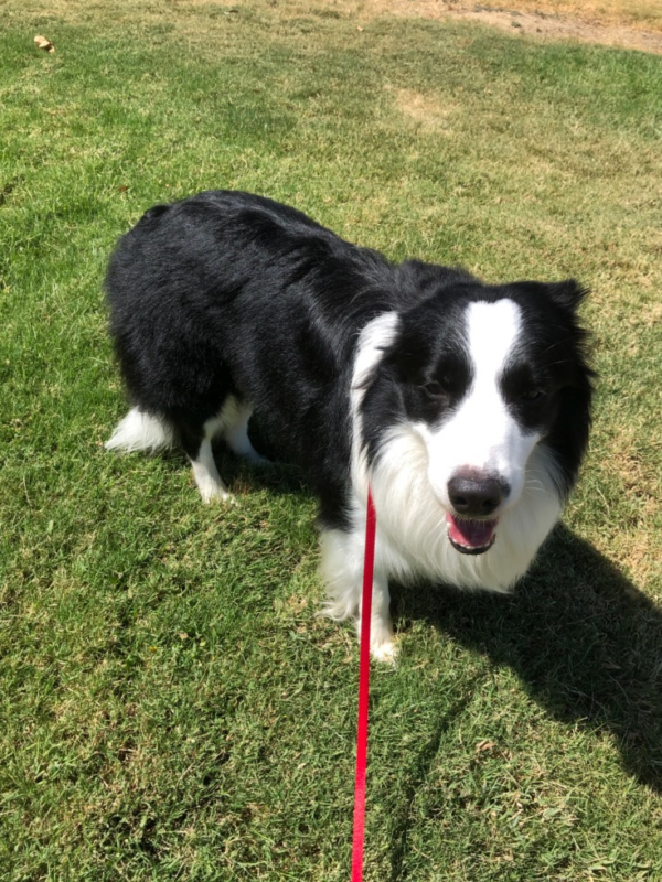 Pet Move Why Pet Transport Pro? Decades Of Experience Moving Pets