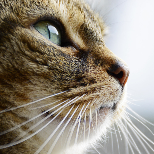 Pet Transport Pro Pet Transport Cost Pet Transport Pricing