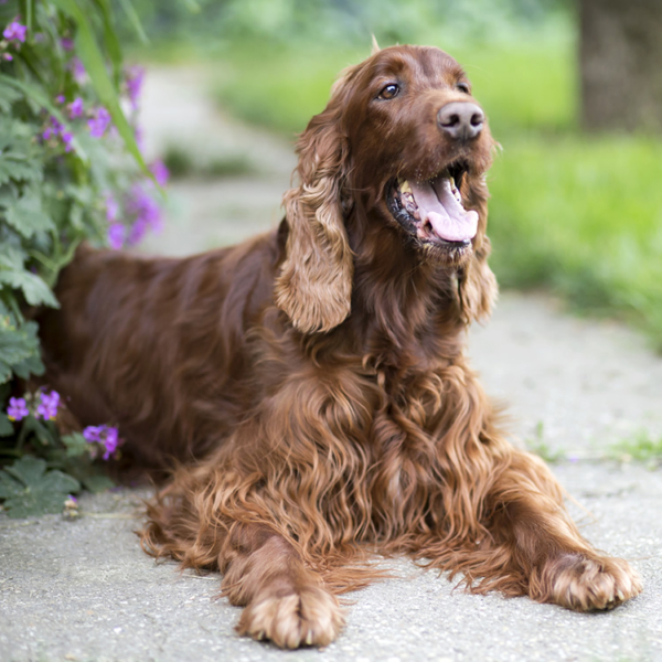 Pet Transport Pro Pet Transport Cost Pet Transport Pricing