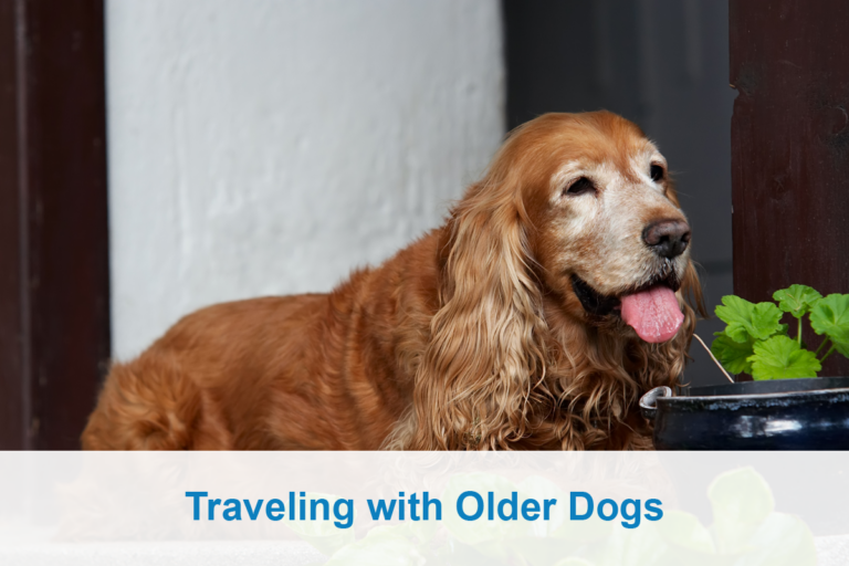 Dog Transport Service Shipping Dogs Across Country & International