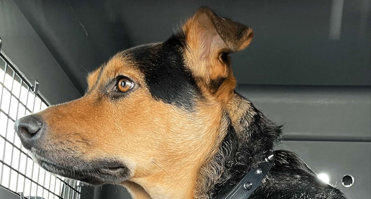 Pet Transport Pro Pet Transport Service Pet Shipping Service