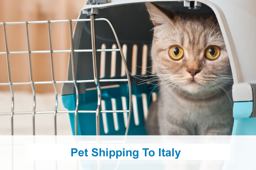 Pet Shipping To Italy