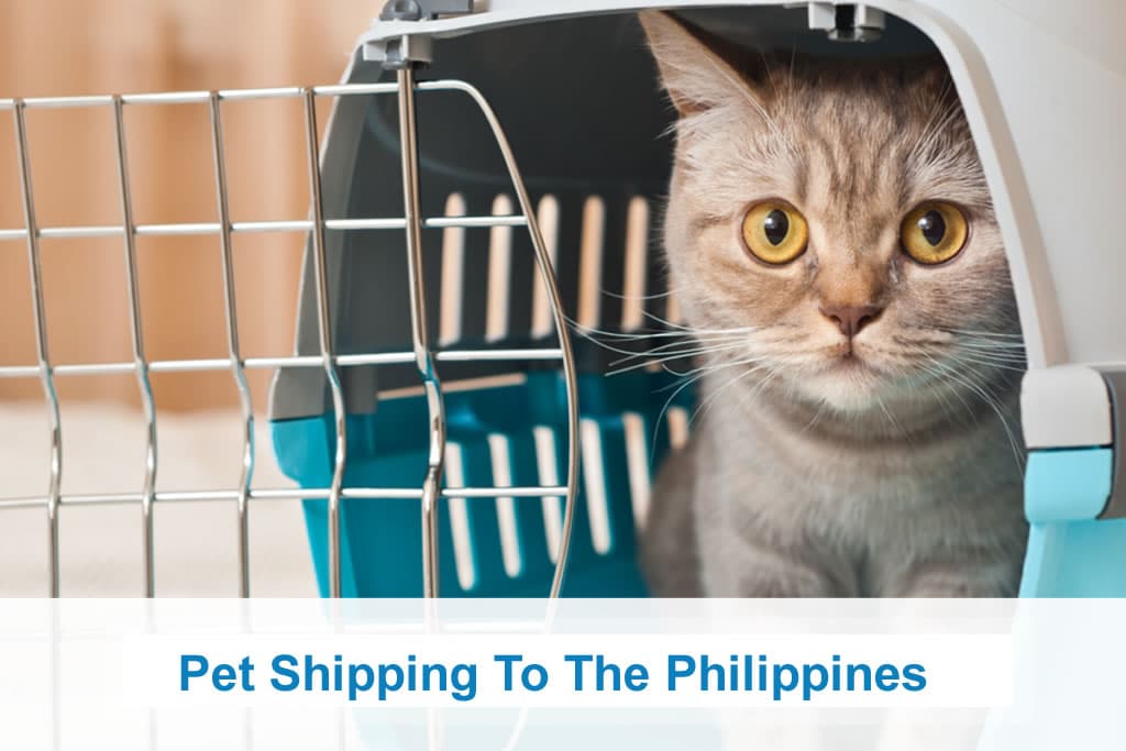 Dog Transportation To Philippines