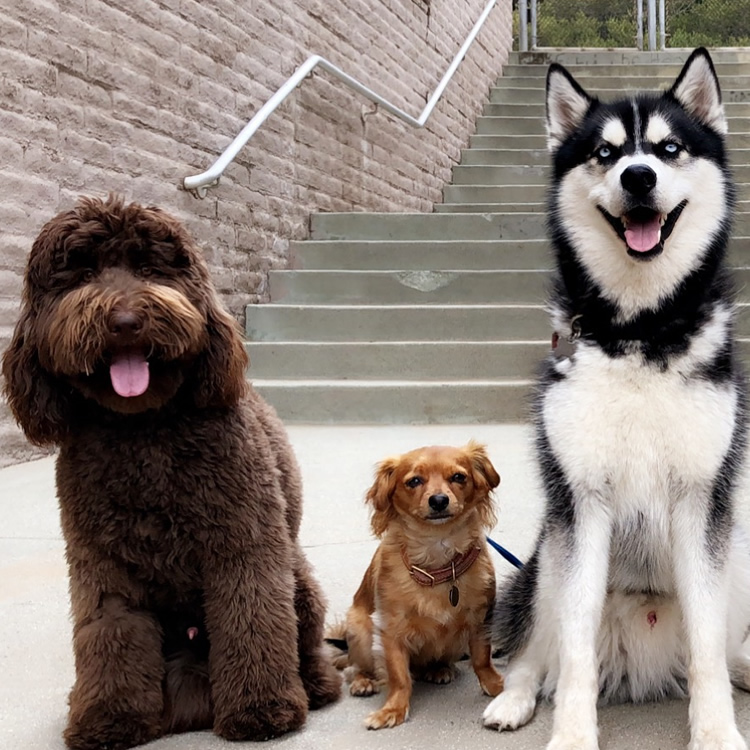 Dog-Transport-Services-2-1