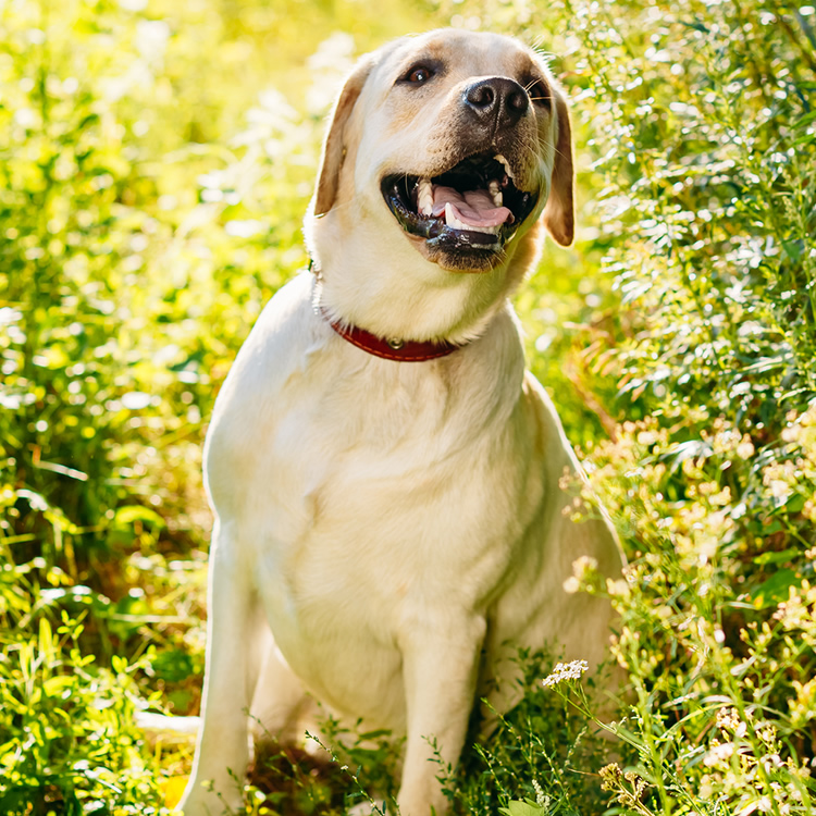 Dog-Transport-Services