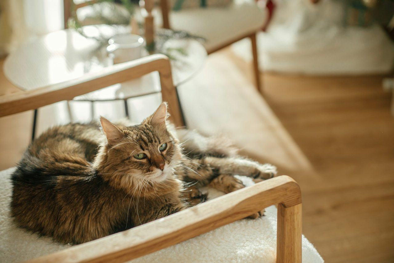 Fluffy tabby cat with green eyes lying comfortably on a white cushioned chair with wooden armrests inside a sunlit room with wooden floors and a glass table in the background.
