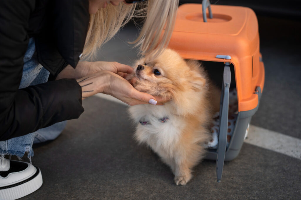 A fluffy Pomeranian dog looking up affectionately as a person gently holds its face, with the dog standing at the open door of an orange pet carrier on a paved surface.