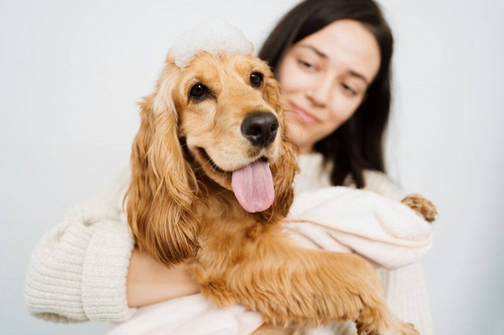 Smiling golden cocker spaniel with soap bubbles on its head being held by a woman wrapped in a light pink towel, both looking content.