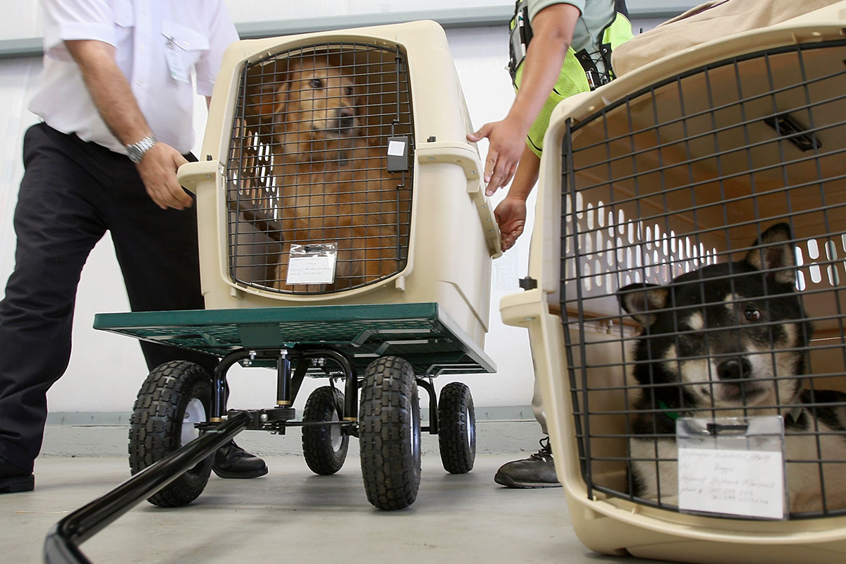 Two medium-sized dogs inside beige plastic pet crates with black wire doors, each being handled by a person, one crate on a green wheeled cart and the other on the floor indoors.